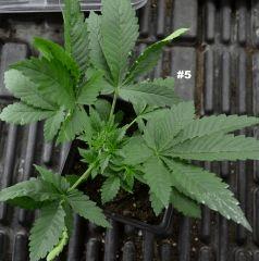 Maple528juin2014