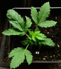Maple221juin2014