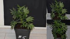 maple5