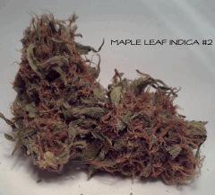 maple#2.25Oct2014
