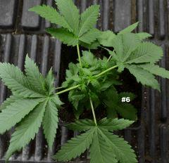 Maple628juin2014