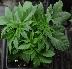 Maple128juin2014