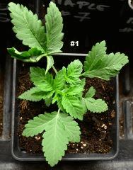 Maple1.121juin2014
