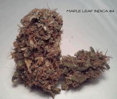 maple#4.25Oct2014