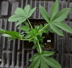 Maple828juin2014