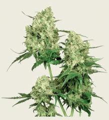 plante
