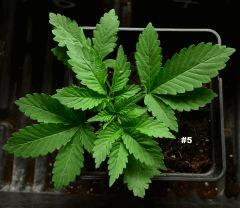 Maple5.221juin2014