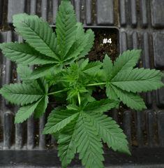 Maple428juin2014