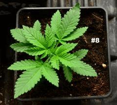 Maple8.121juin2014