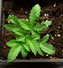Maple3.121juin2014