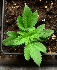 Maple421juin2014