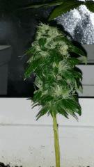 White Widow