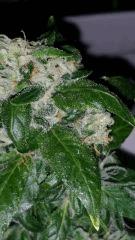 White Widows