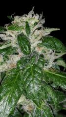 White Widow