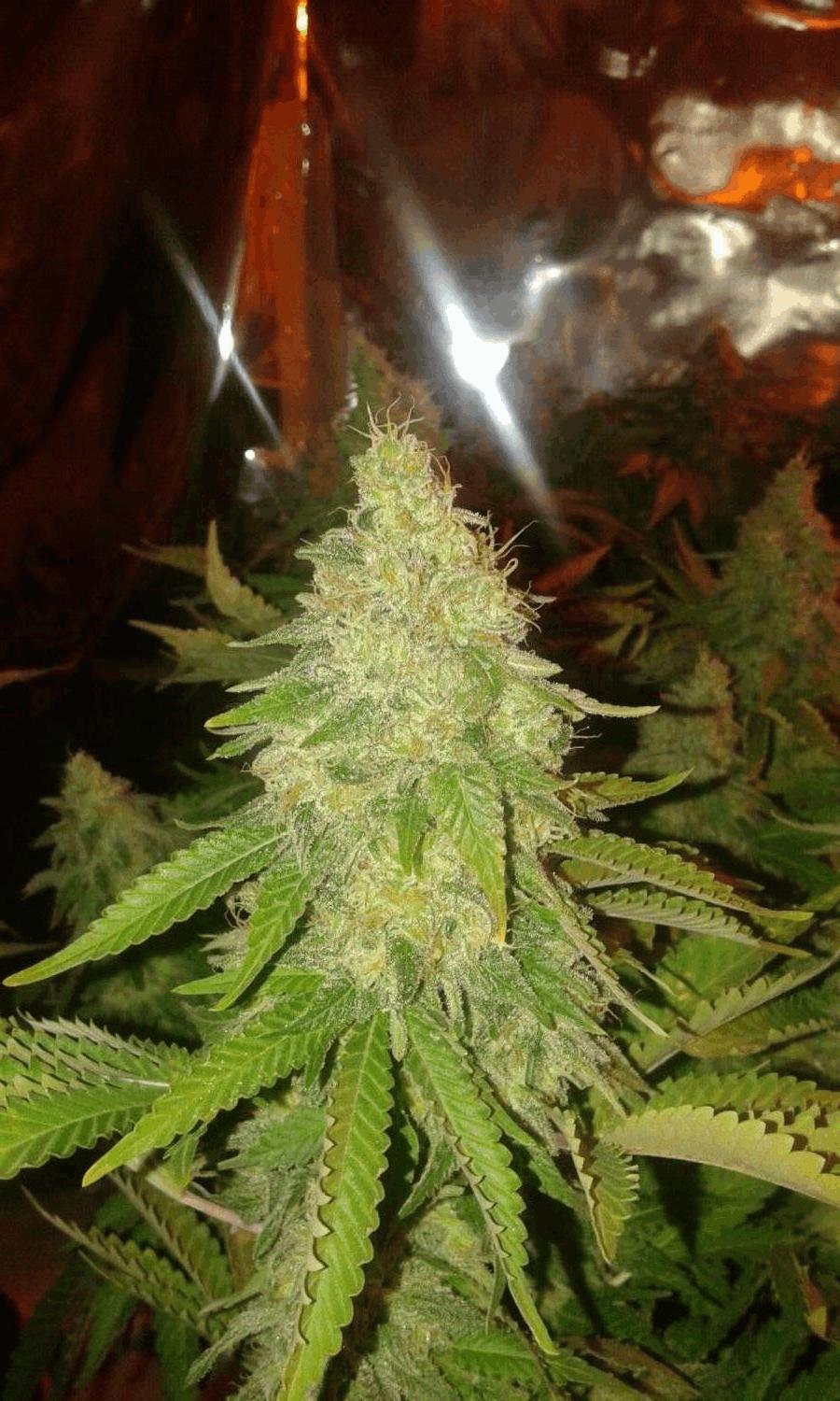 multi variété