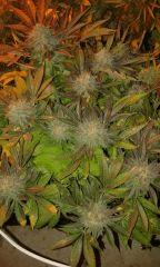 Pure Ak Flo+76 depuis 12/12