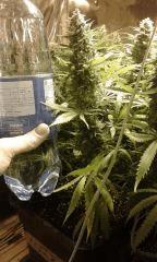 White Grapefruit flo+57 depuis 12/12