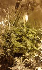 Nother light , Og Kush , White Rhino flo+57 depuis 12/12