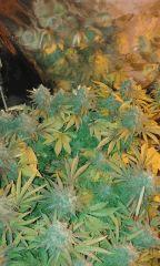 Og Kush Flo+75 depuis 12/12