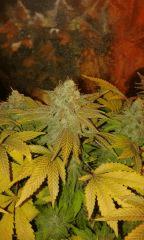 Og Kush Flo+75 depuis 12/12