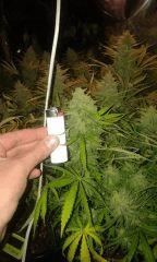 White Grapefruit Flo+68 depuis 12/12