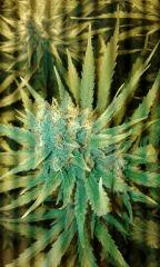 White Grapefruit Flo+68 depuis 12/12