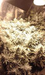 White Grapefruit Flo+54 depuis 12/12