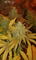 Og Kush Flo+75 depuis 12/12