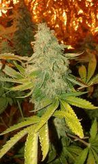 Pure Ak Flo+76 depuis 12/12