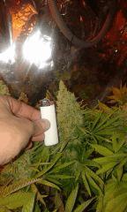 Pure Ak Phéno 1 Flo+68 depuis 12/12