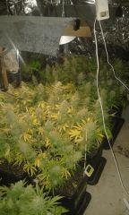 White grapefruit & pure ak Flo+67 depuis 12/12