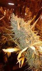 White Grapefruit Flo+76 depuis 12/12