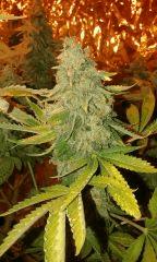 Pure Ak Flo+76 depuis 12/12