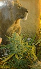 White Grapefruit Flo+68 depuis 12/12