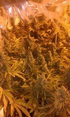 Og kush & Nother light Flo+75 depuis 12/12