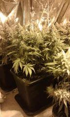 Nother Light flo+57 depuis 12/12