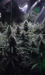 White Grapefruit flo+57 depuis 12/12