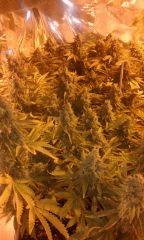 Og kush & Nother light Flo+75 depuis 12/12