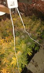 White Grapefruit & Pure Ak Flo+75 depuis 12/12