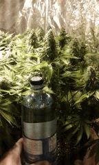 Pure Ak flo+57 depuis 12/12