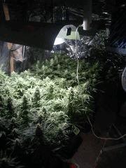 Multi variétés, flo+37 depuis 12/12