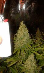 Pure Ak Phéno 1 Flo+68 depuis 12/12