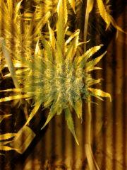 White Grapefruit Flo+76 depuis 12/12