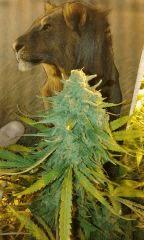 White Grapefruit Flo+68 depuis 12/12