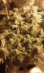 NL premier plan (RQS), OG kush au fond (Dnf) Flo+54 depuis 12/12