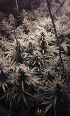 White Grapefruit flo+57 depuis 12/12