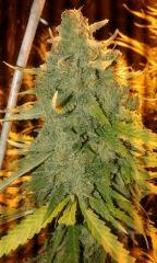 White Grapefruit Flo+76 depuis 12/12
