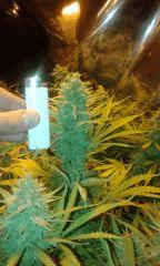 White Grapefruit Flo+68 depuis 12/12