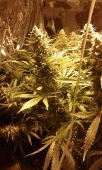 White Grapefruit flo+57 depuis 12/12