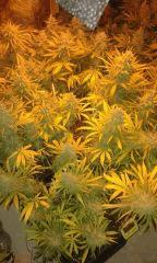 White Graefruit Flo+67 depuis 12/12